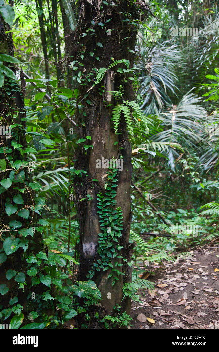 Tropical RAIN FOREST at the BOTANICAL GARDEN UBUD - BALI, INDONESIA Stock Photo
