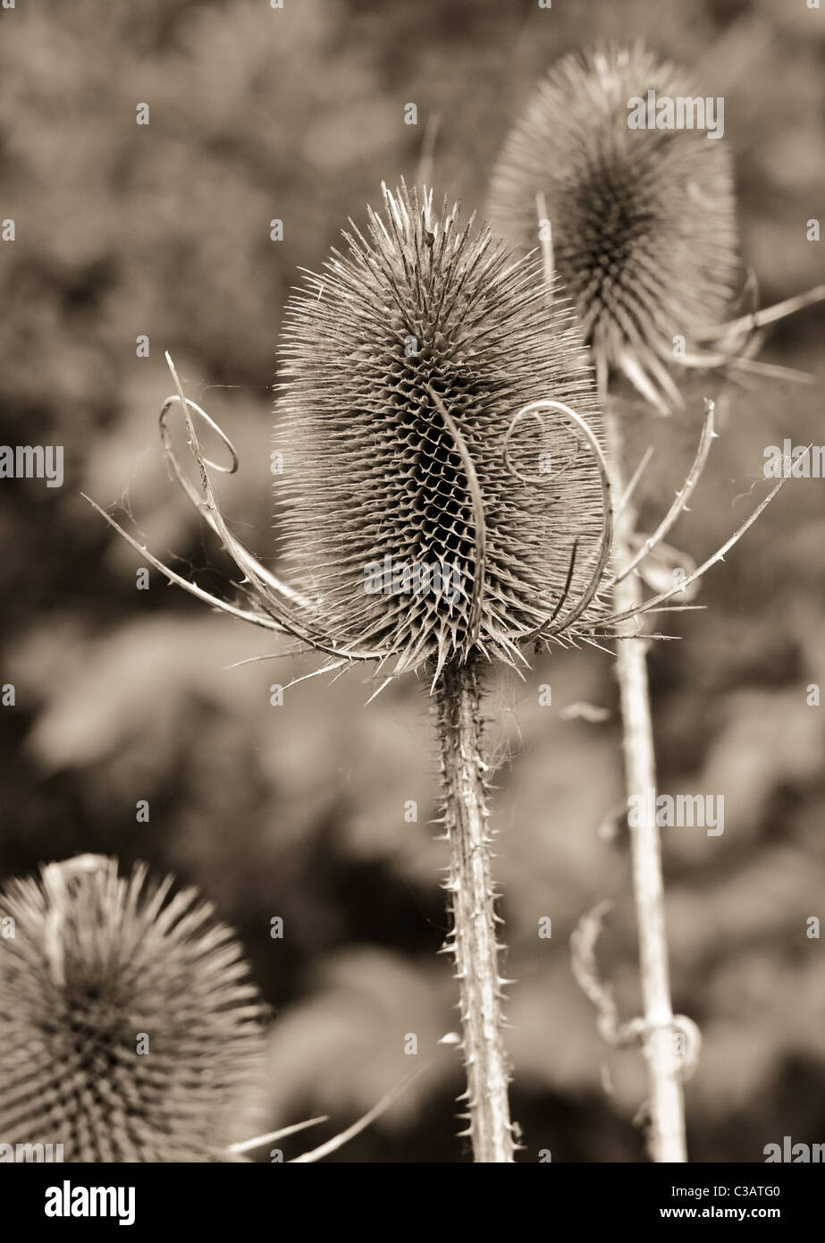 Nice monochrome image of a thistle head Stock Photo
