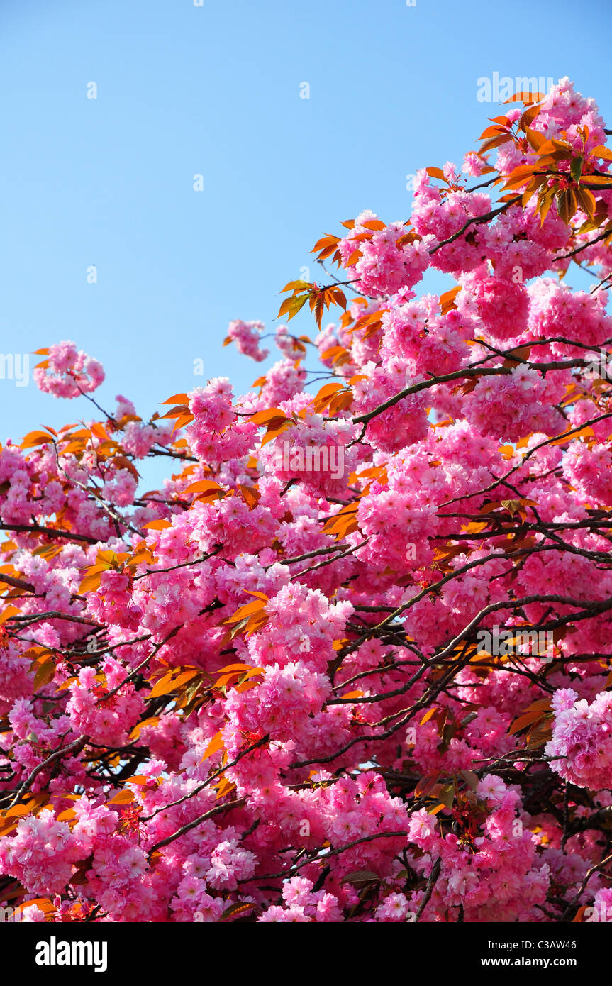 Pink Cherry Blossoms against a blue sky Stock Photo - Alamy