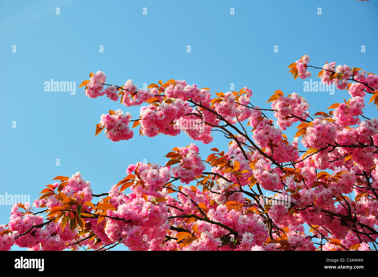 Pink Cherry Blossoms against a blue sky Stock Photo - Alamy