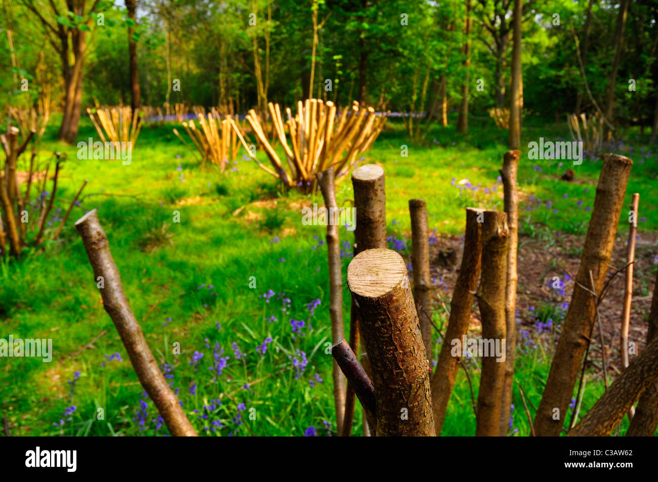 Coppiced trees in Great Bramingham Wood, Luton Stock Photo - Alamy