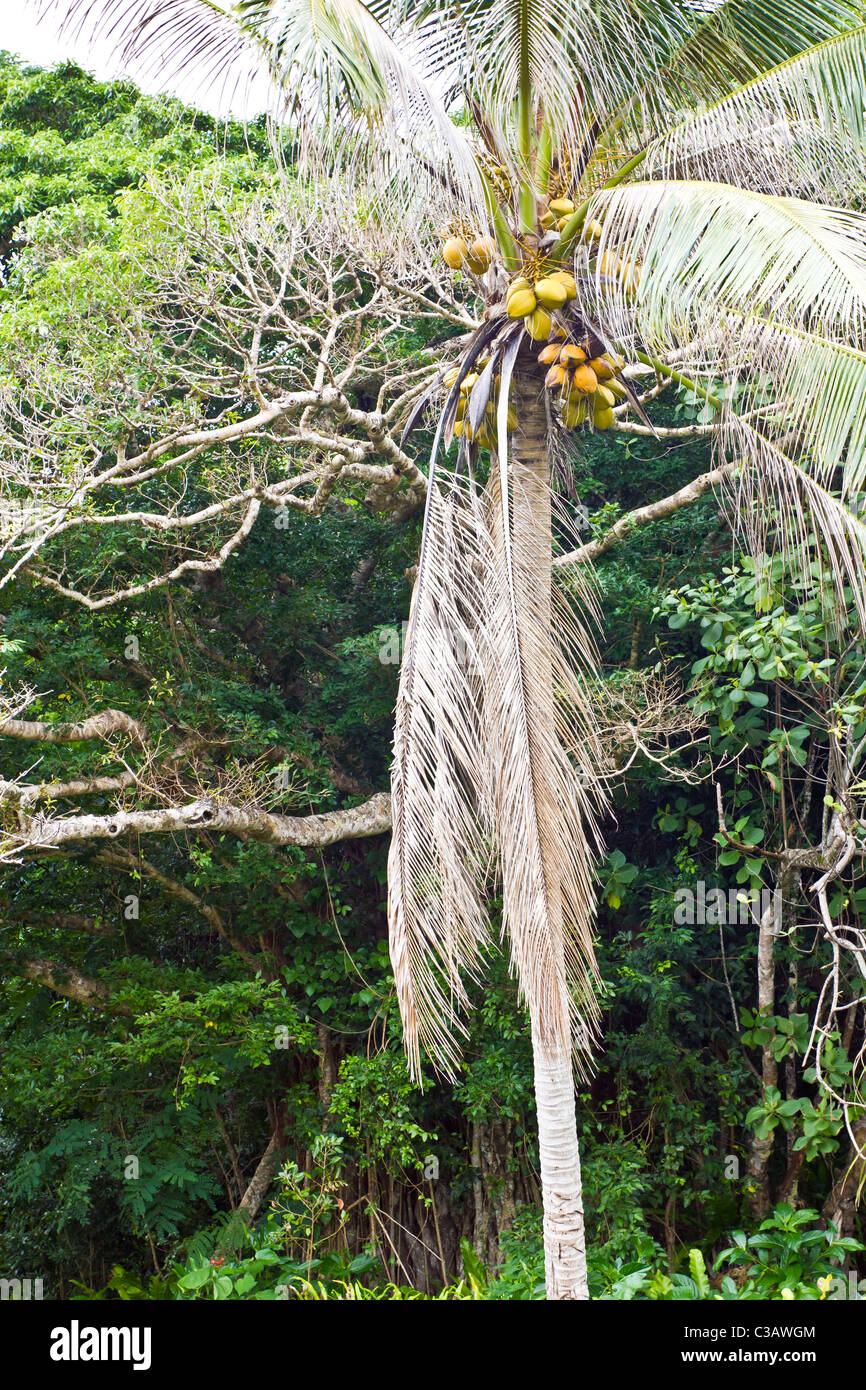 Lifou Island New Caledonia – Coconuts on tree, Cocos nucifera Stock Photo