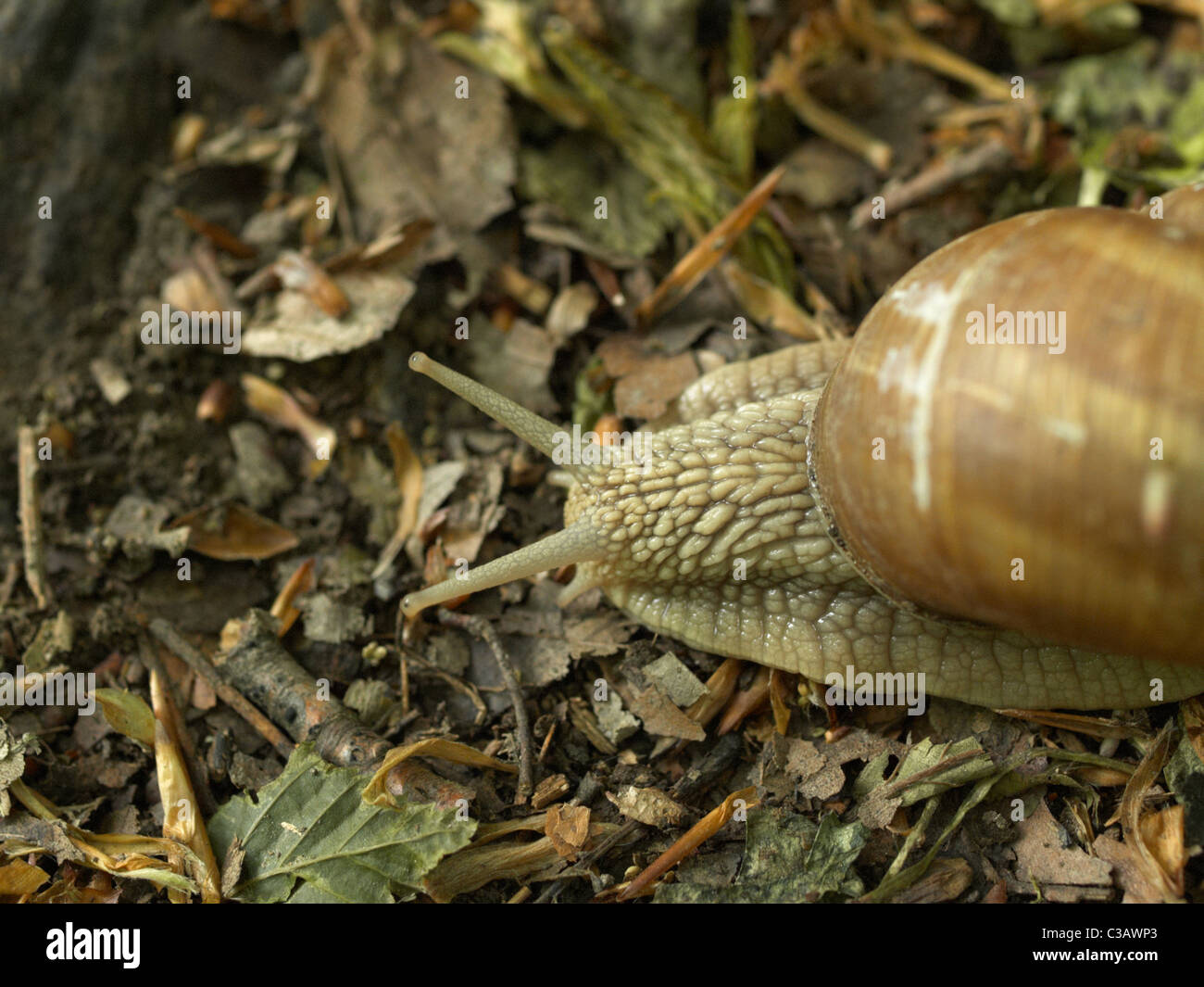 Slug with house hires stock photography and images Alamy