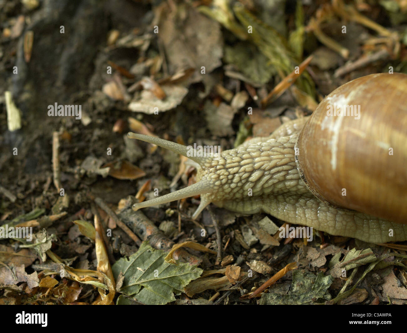 Forest slug Stock Photo