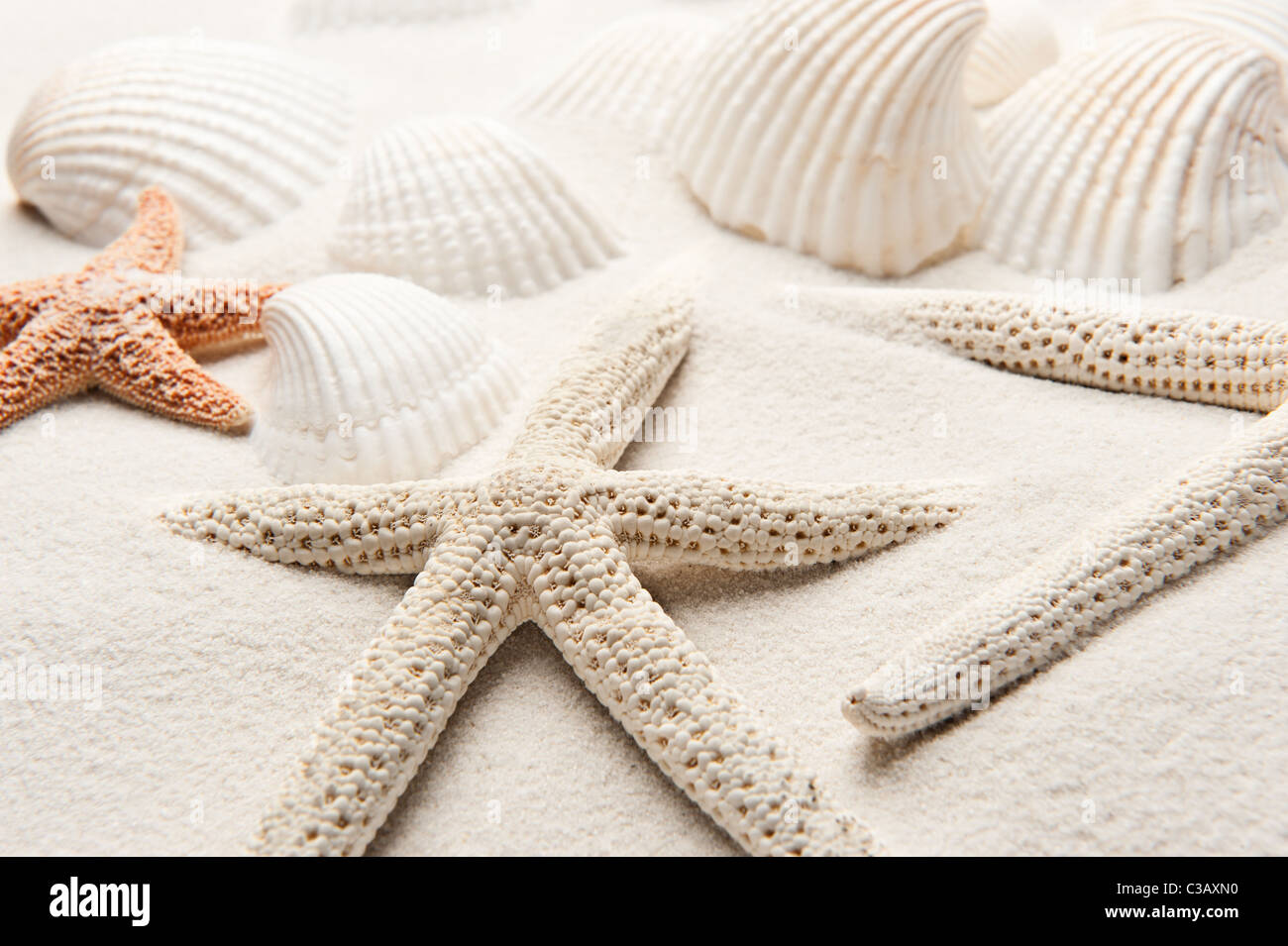 White starfish on white sand with clamshells in the background Stock Photo
