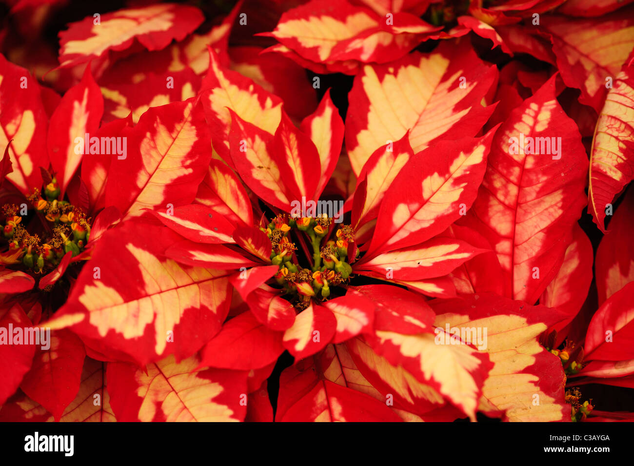 Carlsbad Flower Fields Stock Photo Alamy