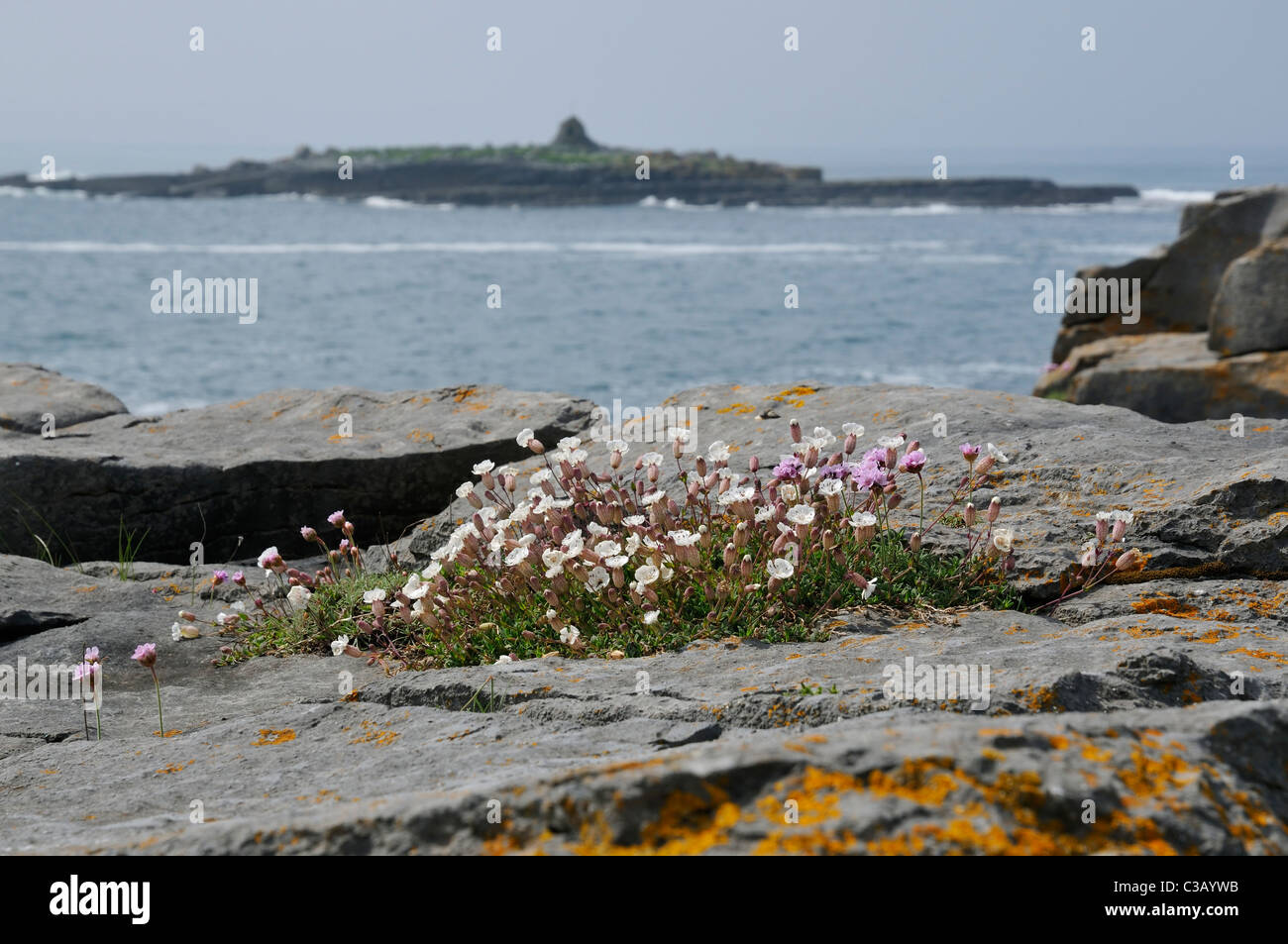 Sea Campion - Silene maritima, with Thrift or Sea Pink - Armeria maritima Growing on the Burren Coast Stock Photo