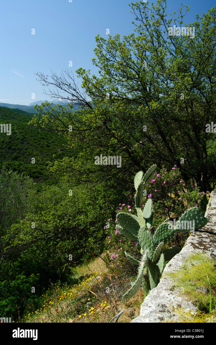 Indian fig Cactus growing in the wild on Corsica, France Stock Photo