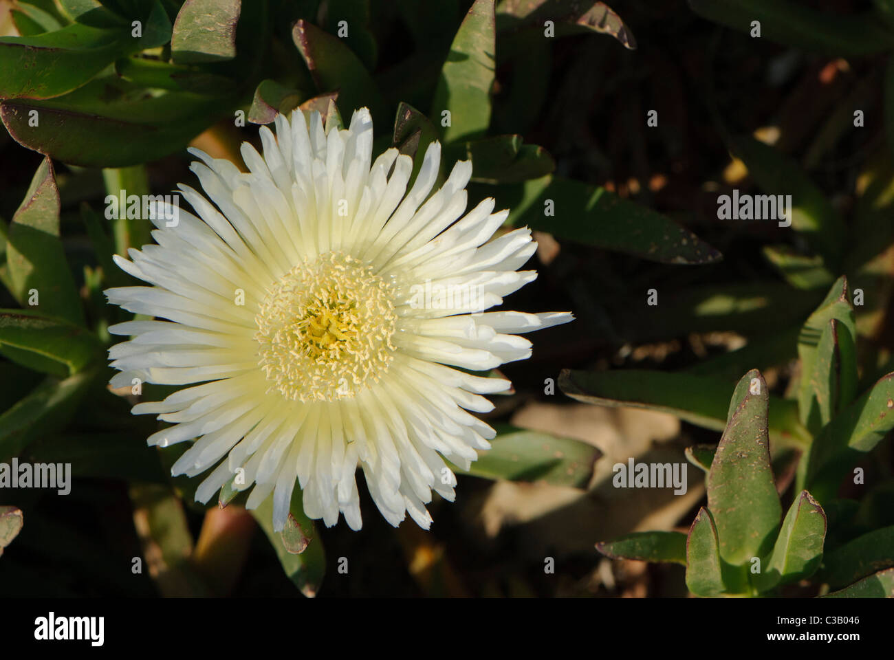 Flower of the Hottentot Fig, Corsica, France Stock Photo