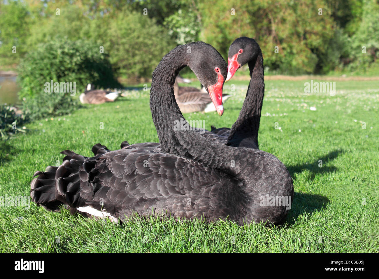 A pair of black swans (cygnus atratus) at Sandall Park, Doncaster sitting on grass at the side of the lake. Stock Photo