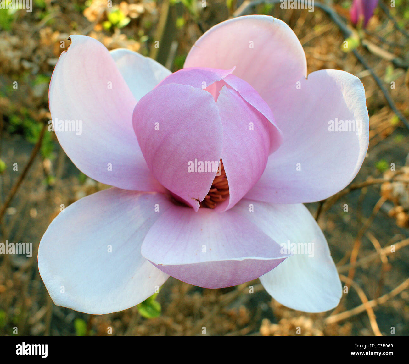 Magnolia grandiflora pink big spring flower close up Stock Photo - Alamy