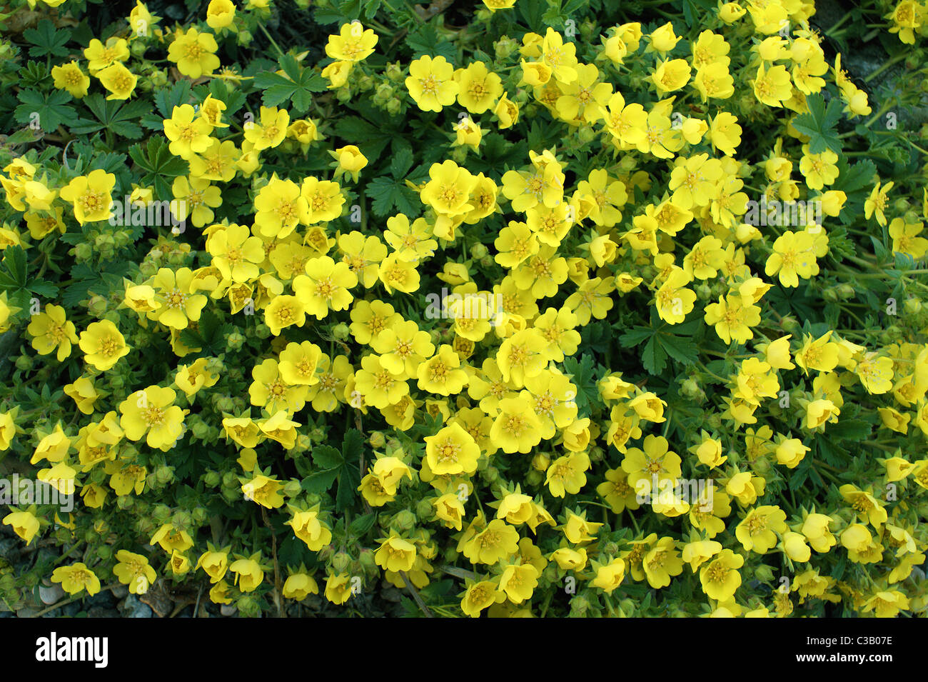 Spring cinquefoil yellow spring flowers Potentilla neumanniana Stock Photo
