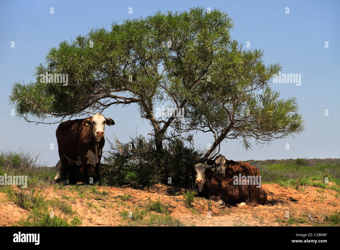 Cows under a shady tree, Northwest Australia Stock Photo