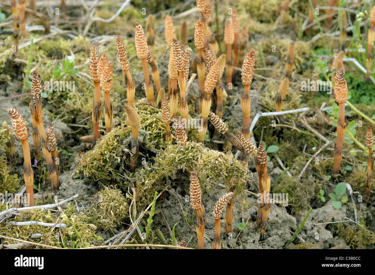 Common Horsetail fertile spring shoot  Equisetum arvense Stock Photo