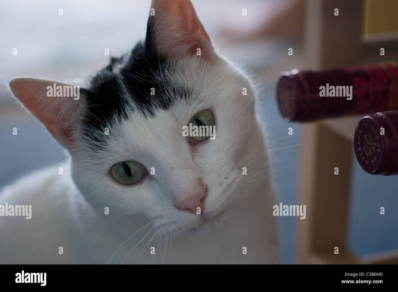 WHITE AND BLACK CAT LOOKING AT THE CAMERA Stock Photo - Alamy