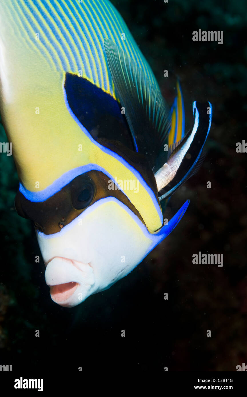 Emperor angel fish beeing cleaned by cleaner wrasse, Sodwana Bay, South Africa, Indian Ocean Stock Photo