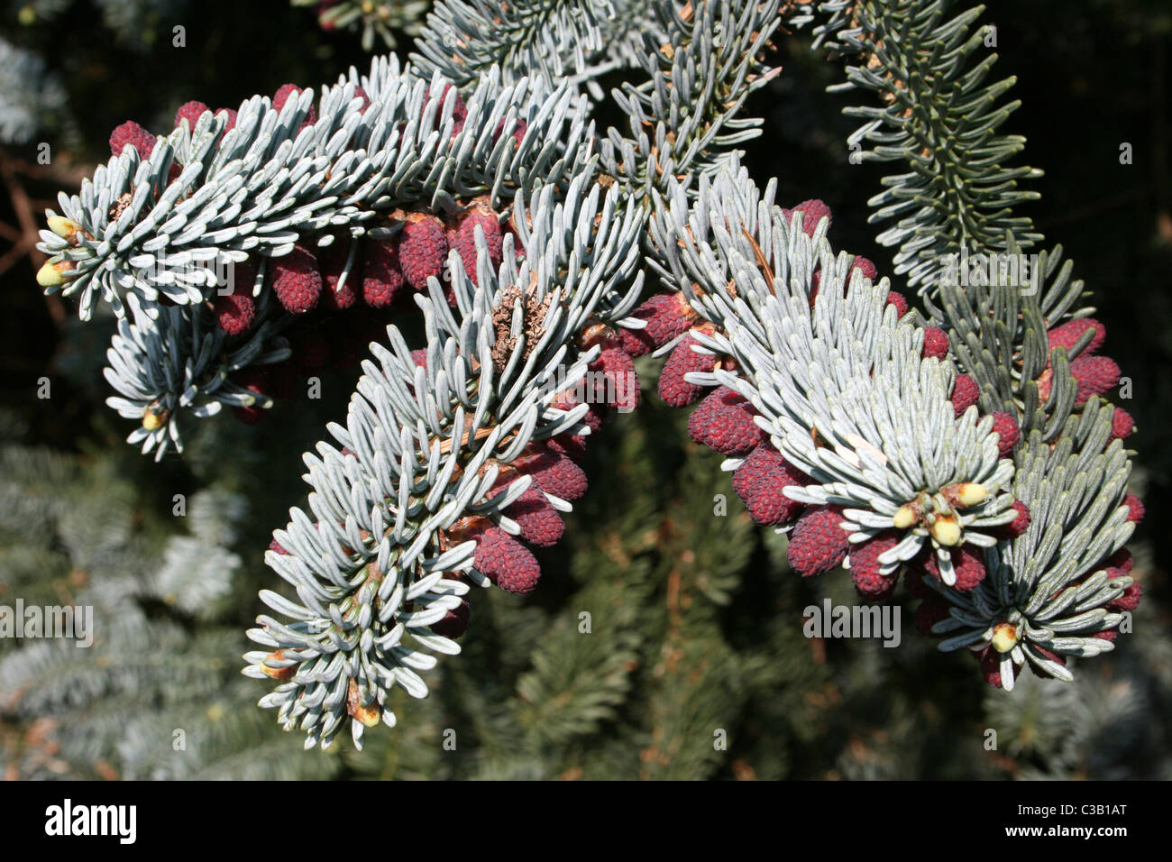 Young Cones On A Noble Fir Abies procerra glauca Stock Photo