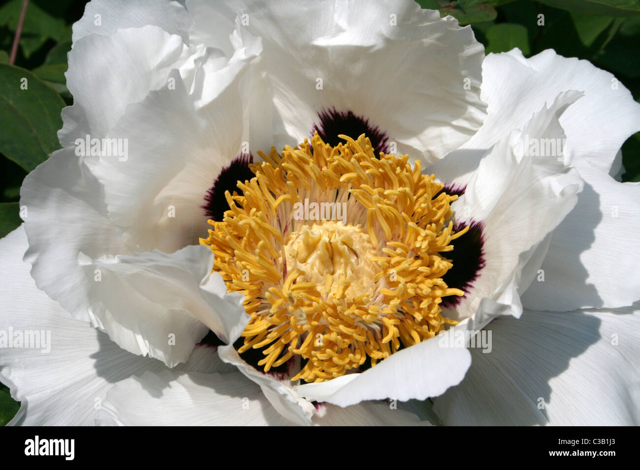 Detail On A Tree Peony Flower Paeonia suffruticosa 'Rock's Form' Stock Photo