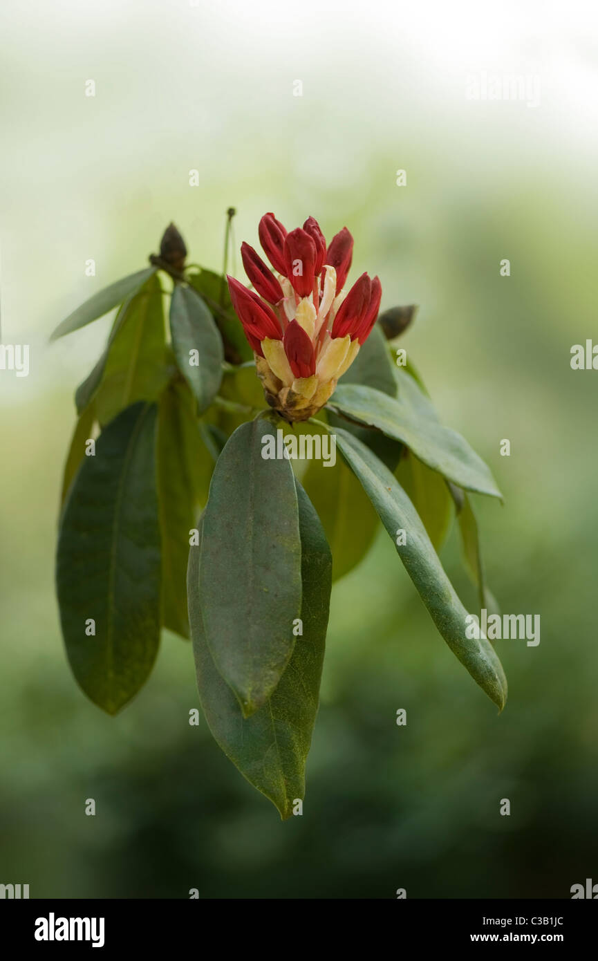 Rhododendron flowers and buds Stock Photo