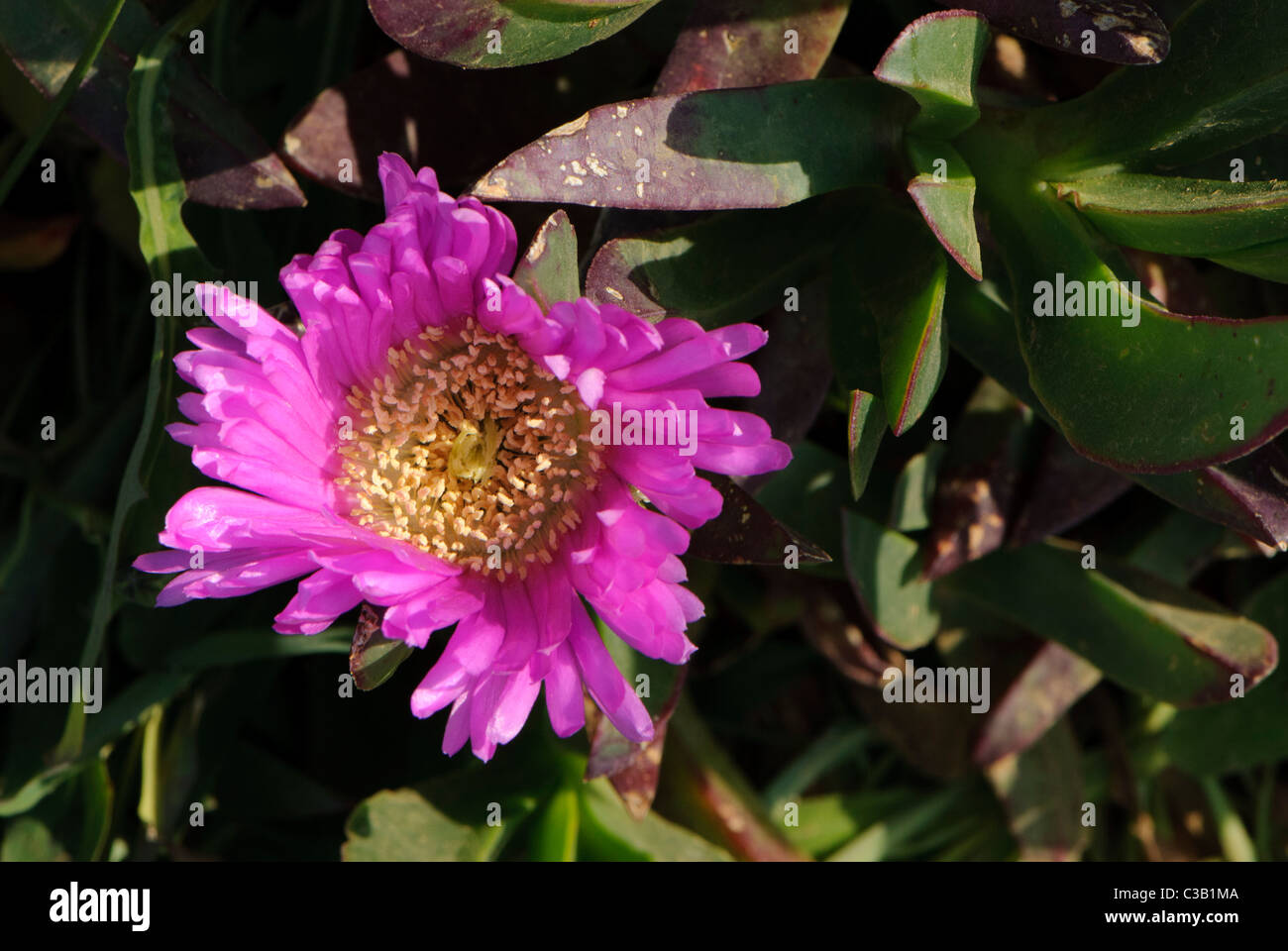 Flower of the Hottentot Fig, Corsica, France Stock Photo
