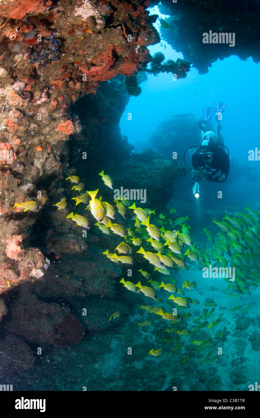 Rich healthy coral reef, Sodwana bay, South Africa, Indian Ocean Stock Photo