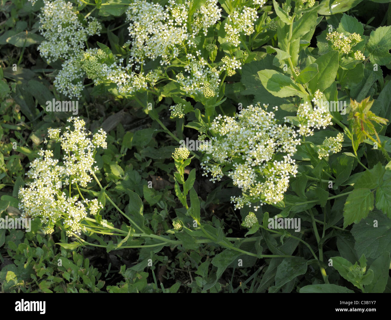 Hoary Cress, lepidium draba Stock Photo