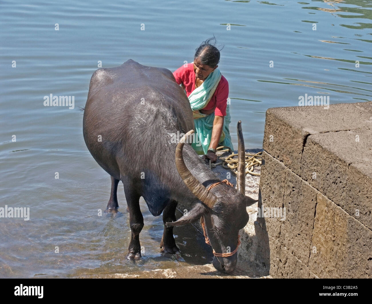 A woman is bathing cows and Buffalo at Krishna River, Wai, Satara Stock  Photo - Alamy