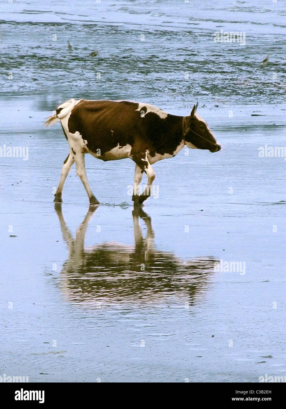 Bull, Domestic animal at seashore Stock Photo