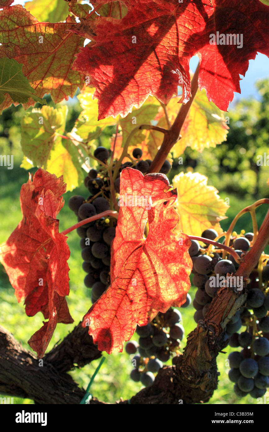 Autumn leafs on a vineyard in Italy Stock Photo