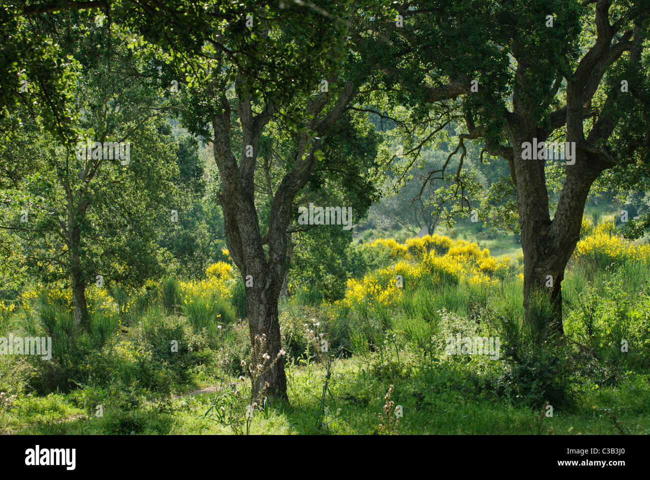 Cork Oak (Quercus suber) in maquis vegetation with flowering yellow broom, Corsica, France Stock Photo