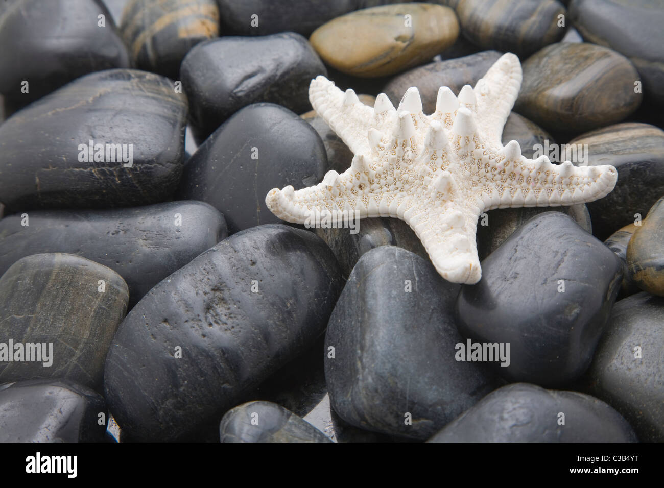 Bleached starfish on a pebble beach Stock Photo