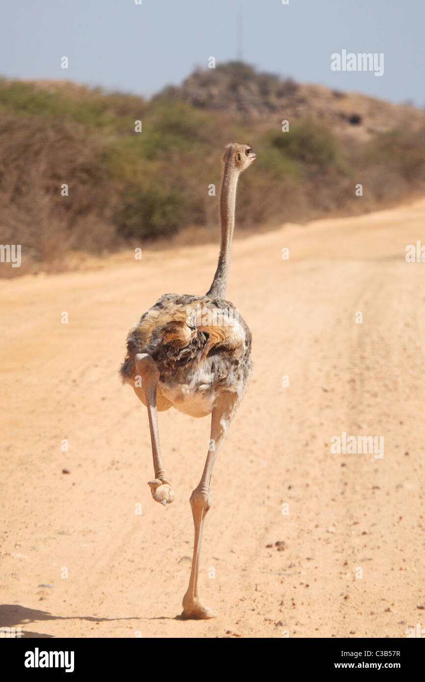 Young ostrich running in front of a vehicle in Northern Kenya Stock Photo