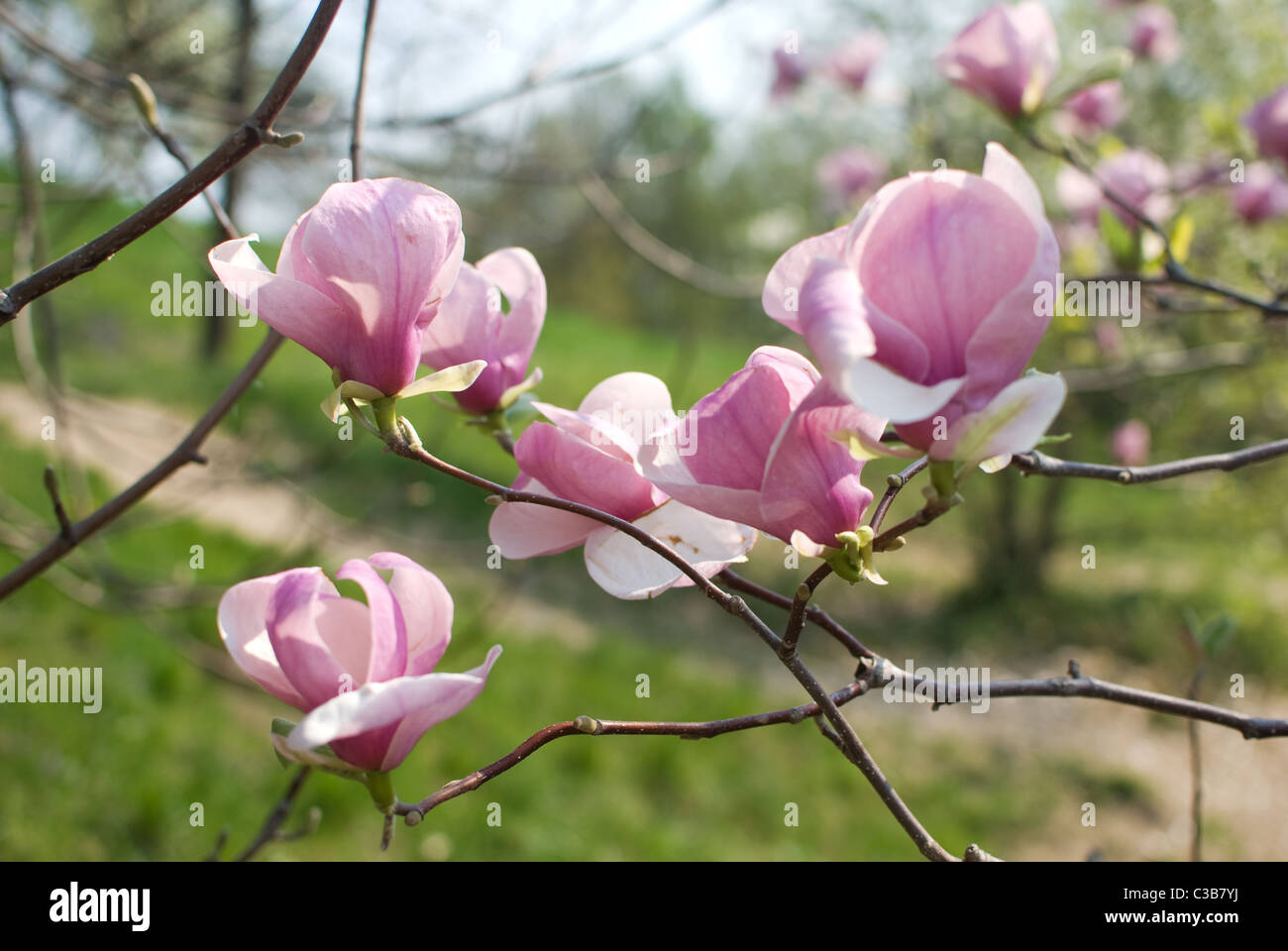 big pink flowers of magnolia on tree Stock Photo Alamy