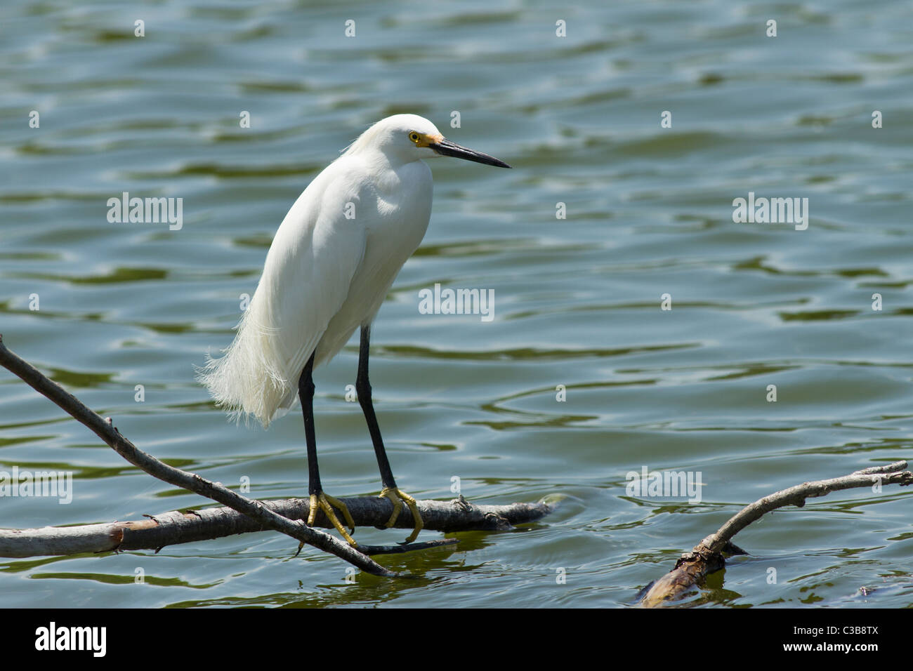 Snowy egret, Egretta thula, Venice, Florida, USA Stock Photo