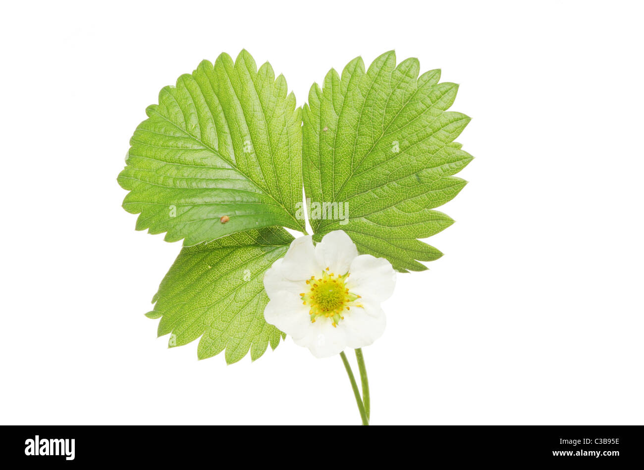 Strawberry flower and leaves isolated against white Stock Photo - Alamy