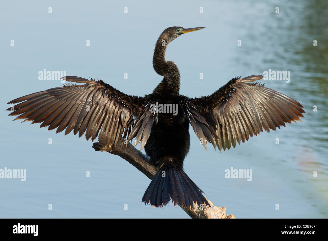 Anhinga, Anhinga anhinga, drying wings, Venice, Florida, USA Stock Photo