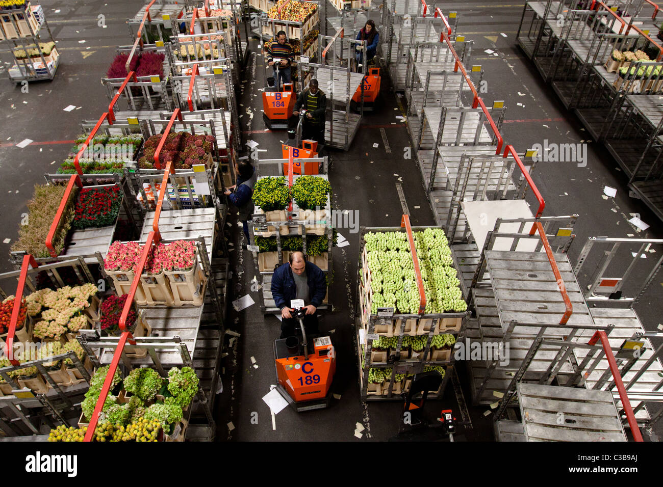 The world's biggest flower auction at Aalsmeer in Amsterdam Stock Photo