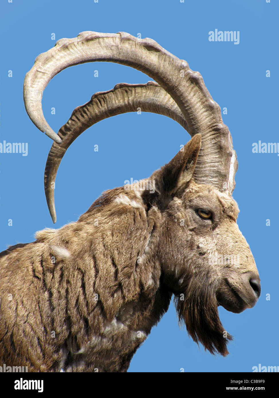 wild goat head over blue sky Stock Photo