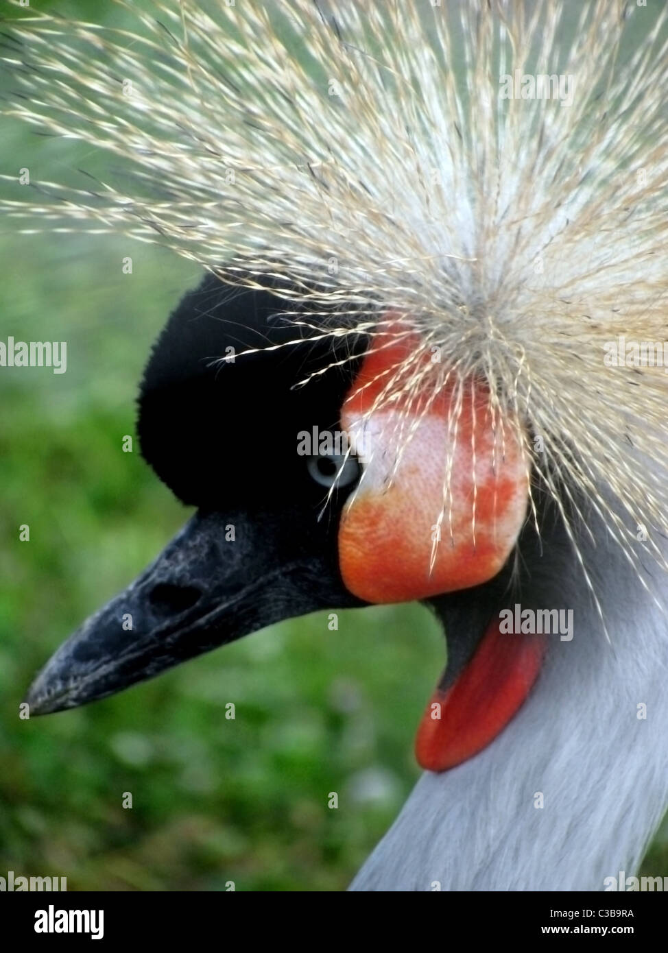 crowned crane portrait Stock Photo