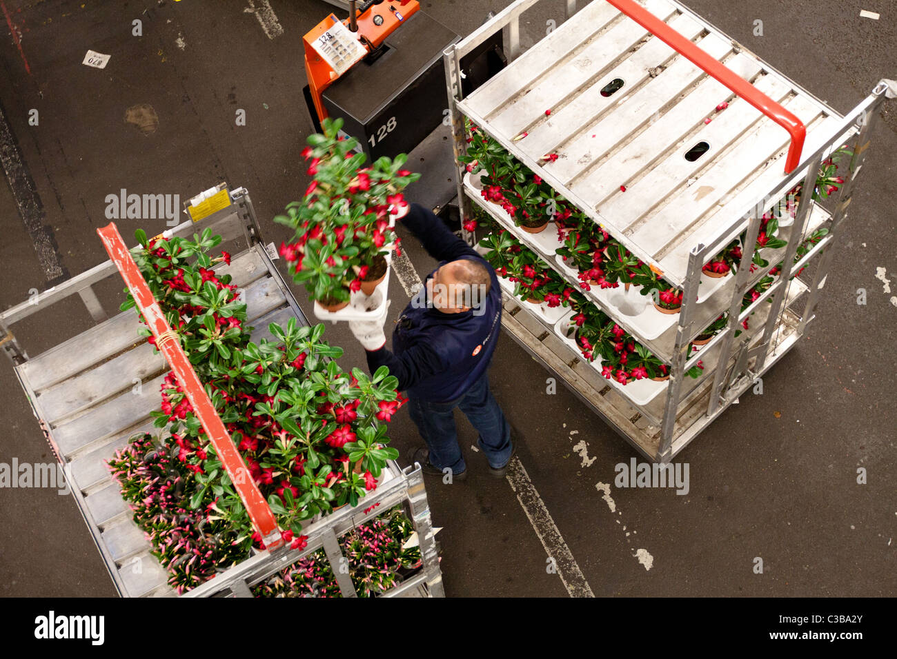 The world's biggest flower auction at Aalsmeer in Amsterdam Stock Photo