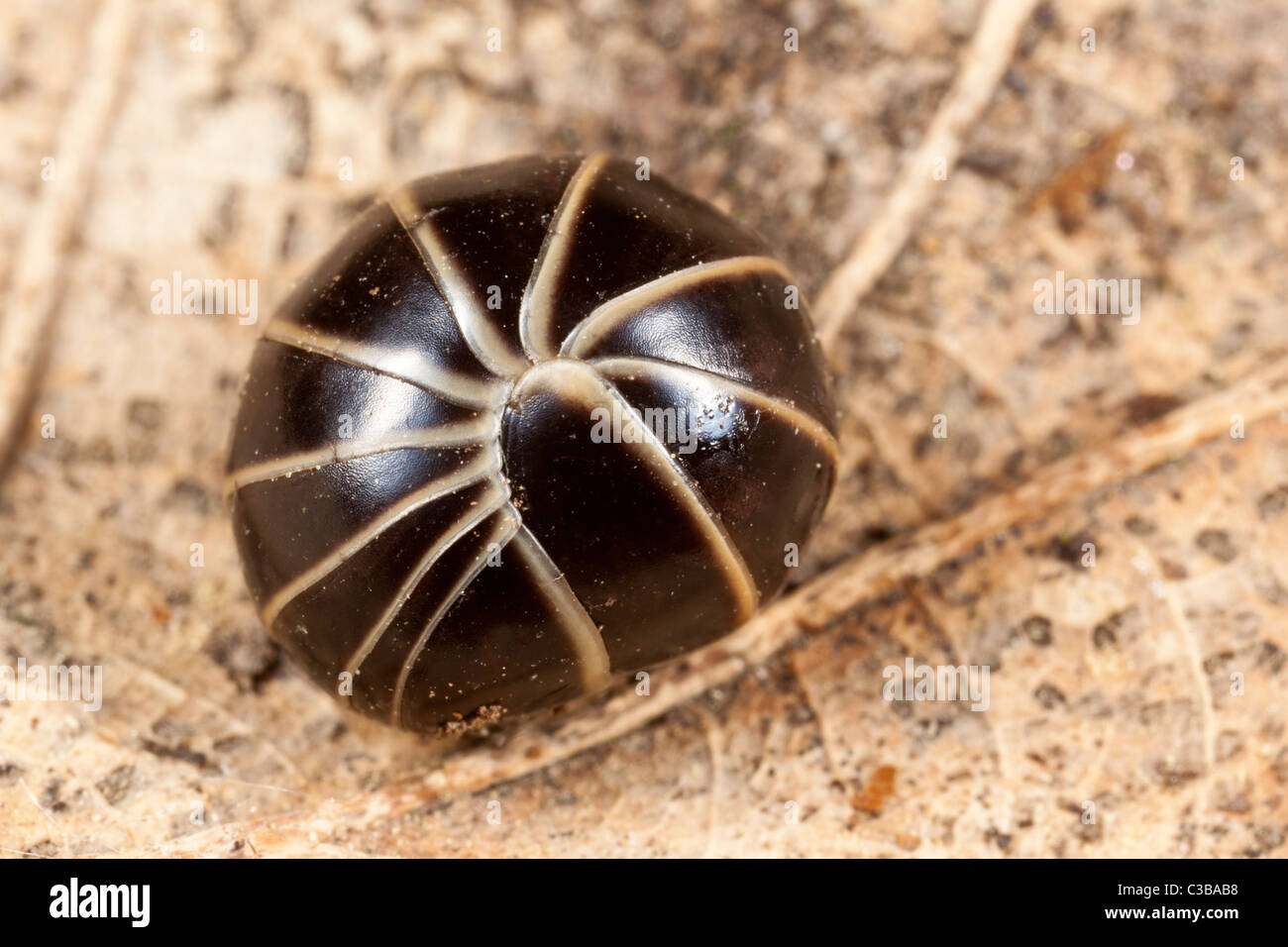 Pill millipede, Glomeris marginata, Derbyshire Stock Photo