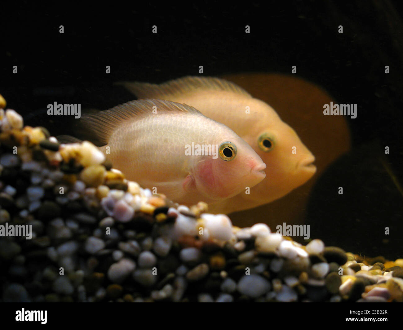 two fishes in aquarium Stock Photo