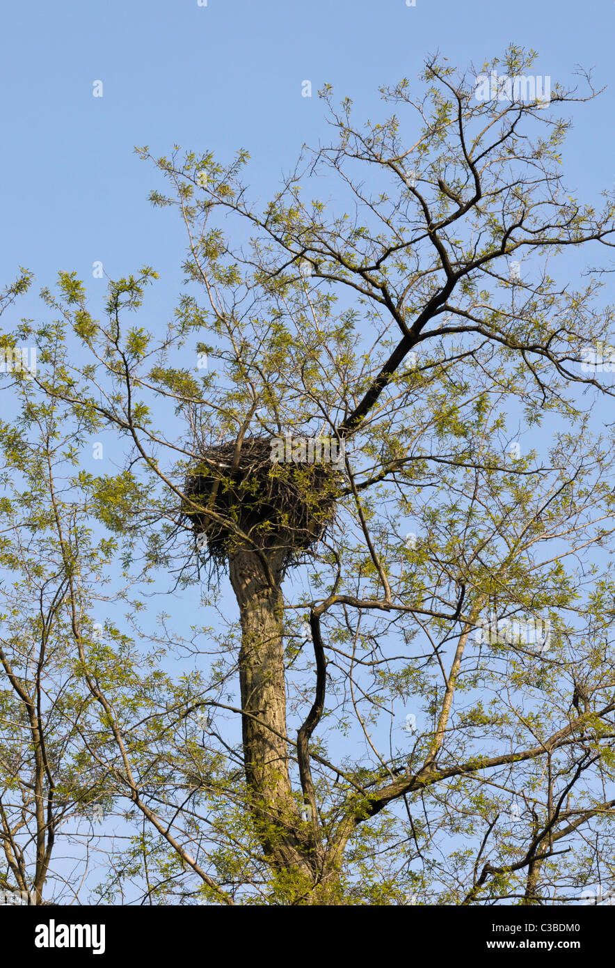 bird's nest on tree Stock Photo - Alamy