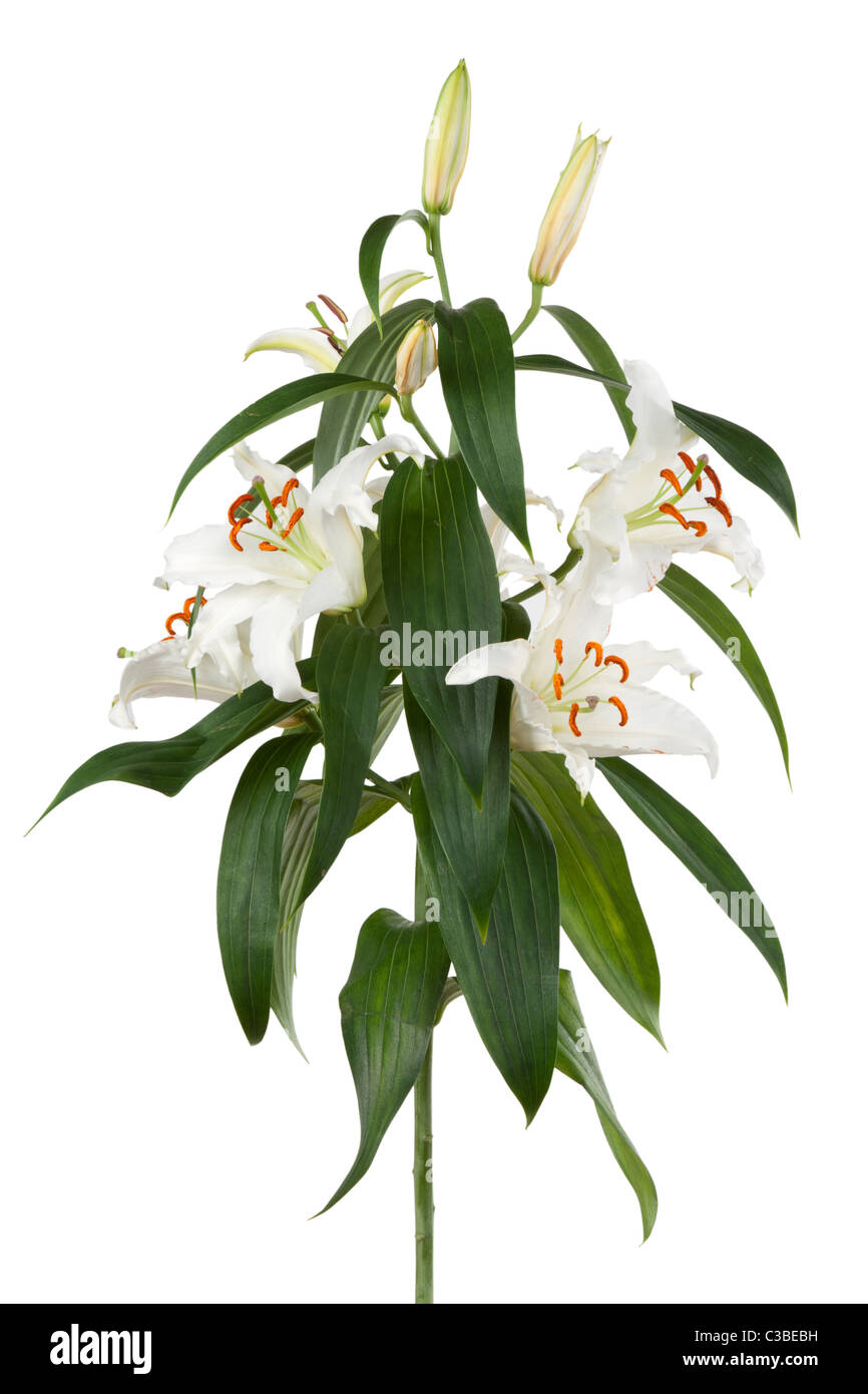 lily isolated on white background Stock Photo - Alamy