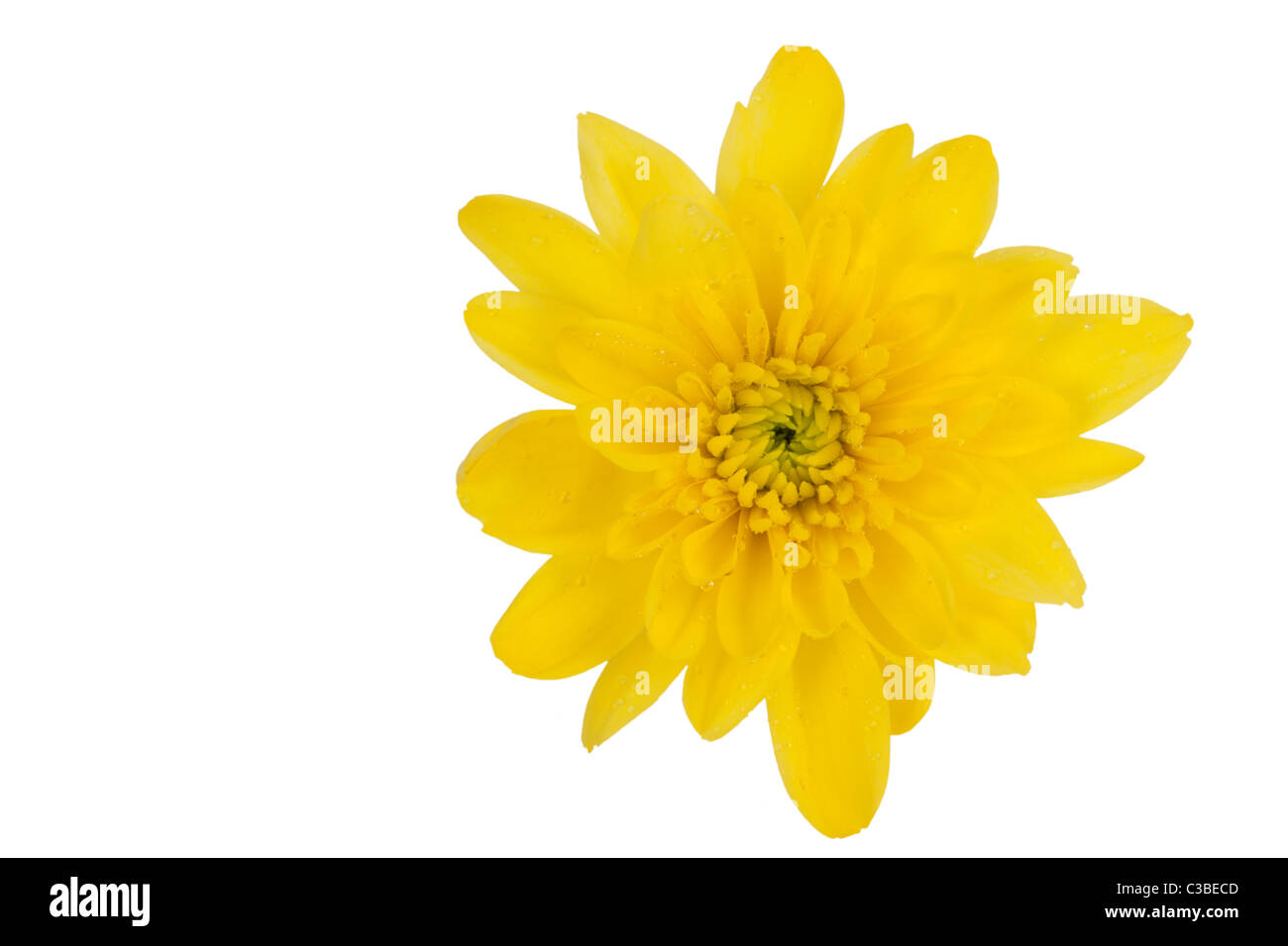 yellow chrysanthemum isolated on a white background Stock Photo