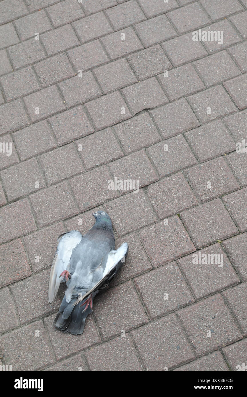 A dead pigeon Stock Photo Alamy
