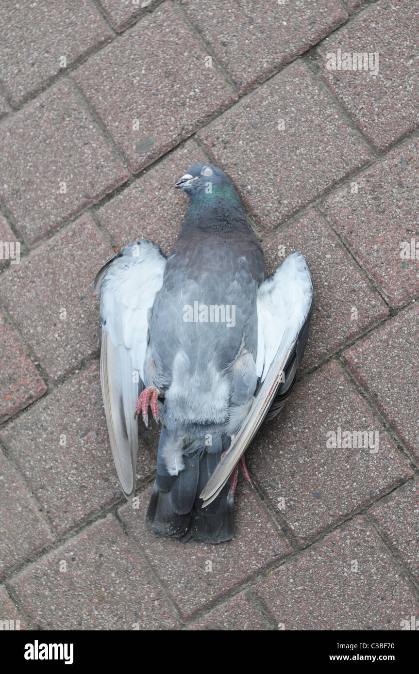 A dead pigeon Stock Photo Alamy