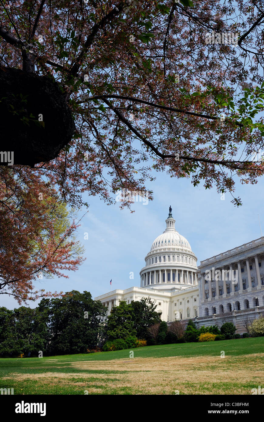 US capitol hill building with trees in Spring, Washington DC Stock Photo