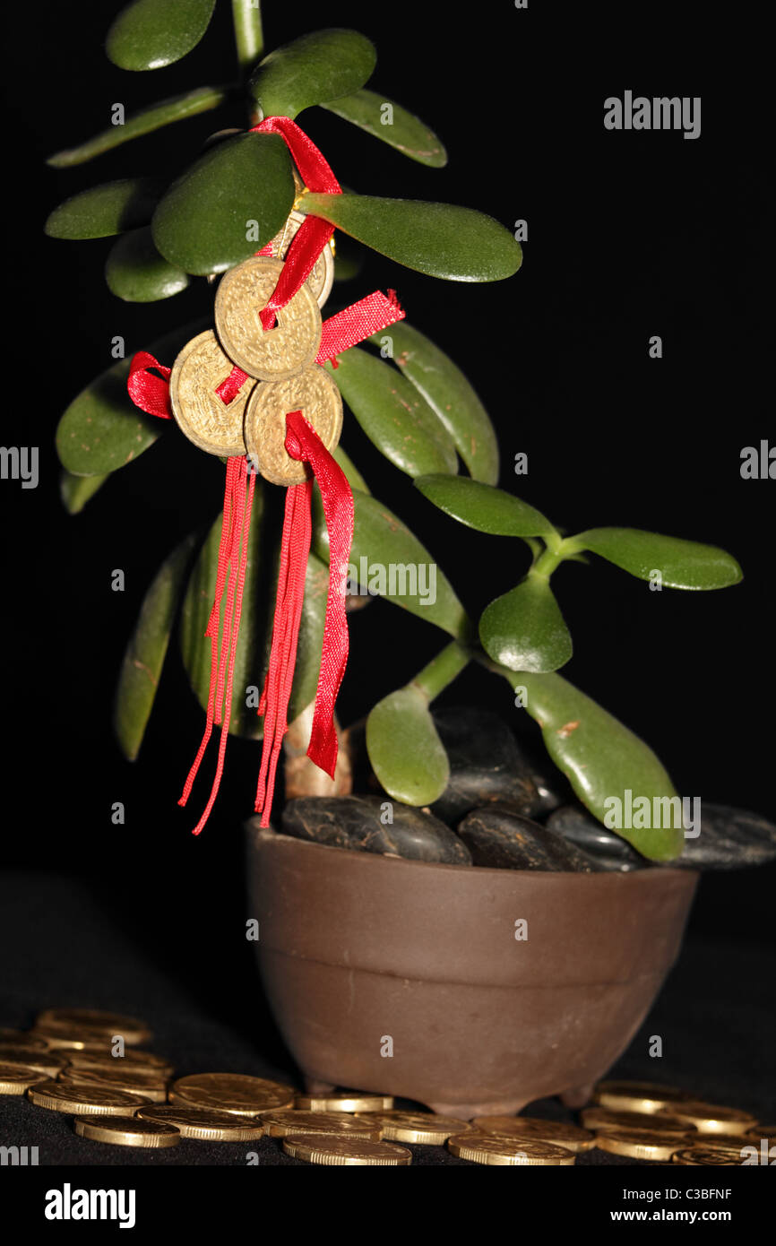 Feng Shui COins on Money Tree with Gold Coins symbolising success and  wealth on Black Background Stock Photo - Alamy