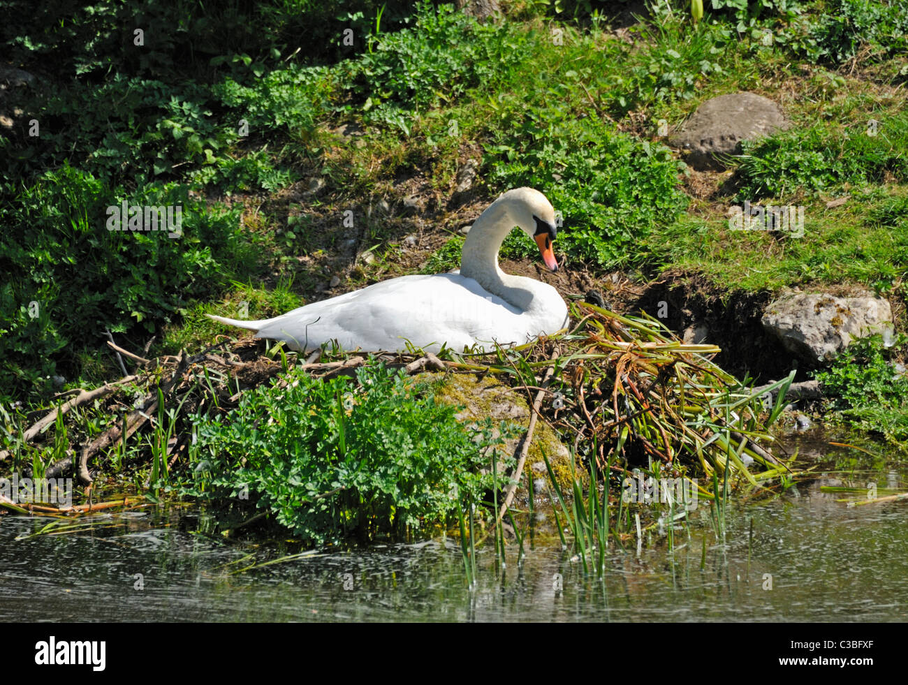 Mute swan nesting on the Northern Reach of the Lancaster to Kendal